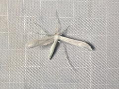 Hellinsia homodactylus