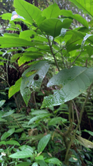 Brugmansia suaveolens