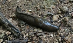 Urocyclinae