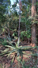 Aloe greenii