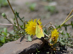 Colias heos