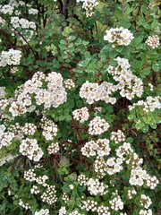 Spiraea trilobata