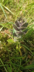 Ajuga pyramidalis