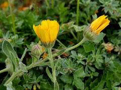 Calendula suffruticosa maritima