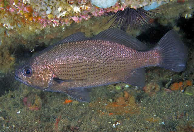 Blue Croaker