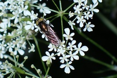 Riponnensia splendens