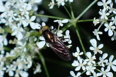 Riponnensia splendens