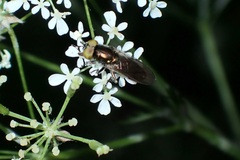 Riponnensia splendens