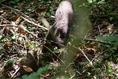 Sus scrofa taivanus