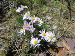 Erigeron engelmannii