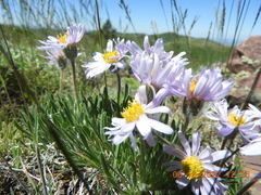 Erigeron engelmannii