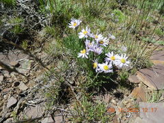 Erigeron engelmannii