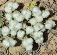 Bombycilaena erecta