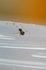 Parasteatoda simulans