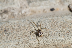 Parasteatoda simulans