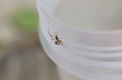 Parasteatoda simulans