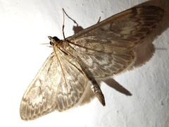Anania lancealis