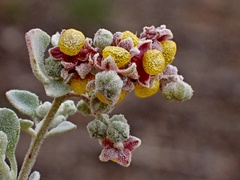 Chenopodium curvispicatum