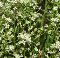 Lepidium subulatum