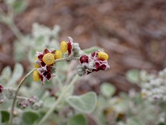 Chenopodium curvispicatum