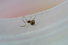 Parasteatoda simulans