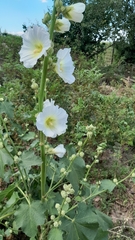 Alcea nudiflora