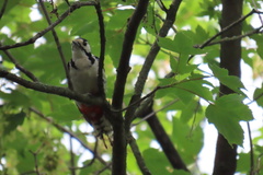 Dendrocopos major