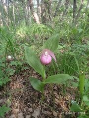 Cypripedium macranthos