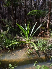 Crinum pedunculatum
