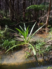 Crinum pedunculatum