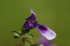 Impatiens walleriana