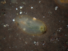 Dendrodoris fumata
