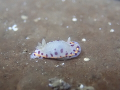 Goniobranchus bombayanus