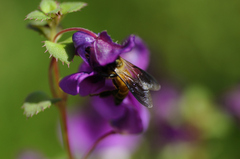 Impatiens walleriana