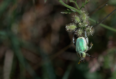 Hoplia bilineata
