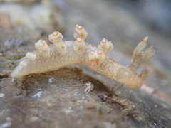 Bornella stellifera