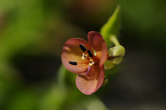 Murdannia lanuginosa