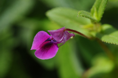 Impatiens walleriana