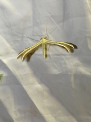 Merrifieldia tridactyla