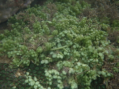 Caulerpa chemnitzia