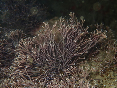 Amphiroa fragilissima