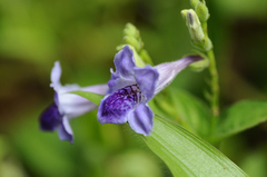 Asystasia dalzelliana
