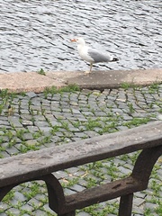 Larus argentatus