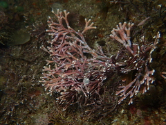 Amphiroa