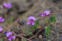 Indigofera dalzellii