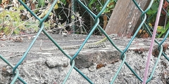 Podarcis muralis