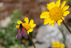 Zygaena sarpedon