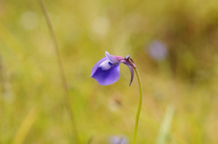 Utricularia arcuata