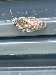 Andrena hattorfiana