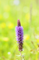 Pogostemon deccanensis